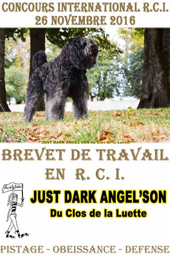 JUST du Clos de la Luette © Elevage spécialisé pour le bouvier des Flandres